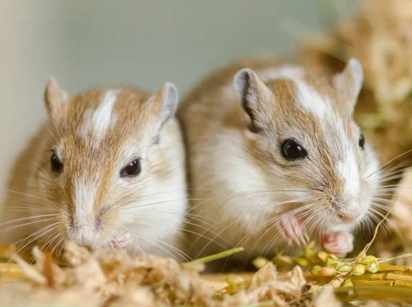 ISO Pet Gerbils (Milton)63836589917569120
