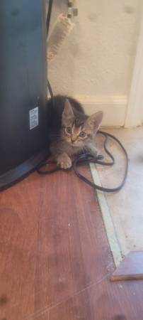Kittens (Hillsboro)536070184900372485