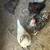chickens 5 thumbnail