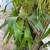 STAGHORN FERNS 3 thumbnail