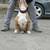 American bully xl rehoming 5 thumbnail