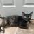 Rehoming kitty 1 thumbnail