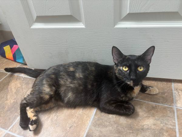 Rehoming kitty 1