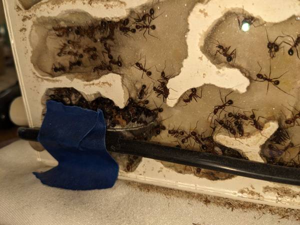 Formicarium ("ant farm") with large colony of Desert Long-Legged Ants (millbrae)63861462699395123