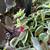Blooming beautiful plant 2 thumbnail