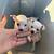 White Chihuahua Mix – 1 Year Old Dog / Puppy 5 thumbnail