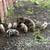 Piglets 4 thumbnail