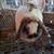 Holand lop rabbit 4 thumbnail