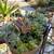 Potted succulents 9 thumbnail