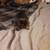 Brown chiweenie pup 1 thumbnail