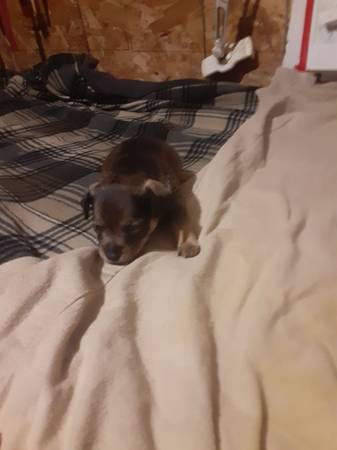 Brown chiweenie pup 1