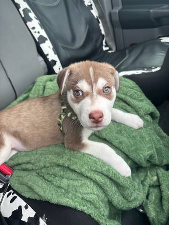 Free husky puppy (Blanchard)63976602917122121