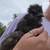 14 silkie chickens 12 thumbnail