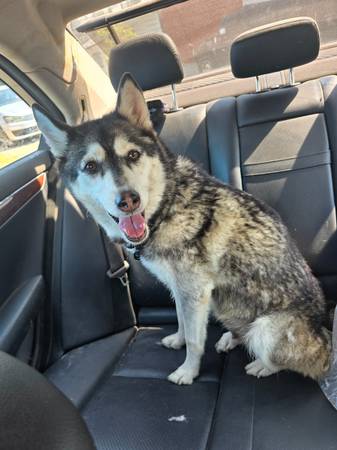 Husky siberiano disponible para adopción