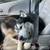 Sweet 6-Year-Old Siberian Husky Looking for a Loving Home 4 thumbnail