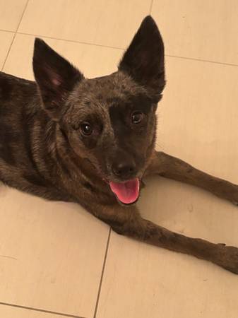 Encontré un perro pequeño. Principalmente negro y gris. ¿Posiblemente un Heeler? (Chandler)63469808019715121