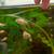 Oranda Goldfish 8 thumbnail