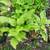 Perennial Potted Plants from my Homestead Gardens 21 thumbnail