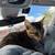 Bengal / Tabby kitten 2 thumbnail
