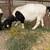 Dorper rams 2 thumbnail