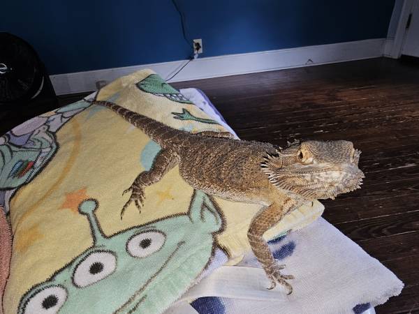 2 cave geckos 2 leo geckos,  1 bearded dragon (Hamilton)63908216561410123