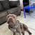 American Bully Puppies 5 thumbnail