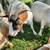 Fainting Goat - Pregnant Does 2 thumbnail