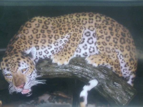 jaguar from thailand 1