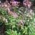 CRAPE MYRTLE--SUPER NICE IN BLOOM NOW 2 thumbnail