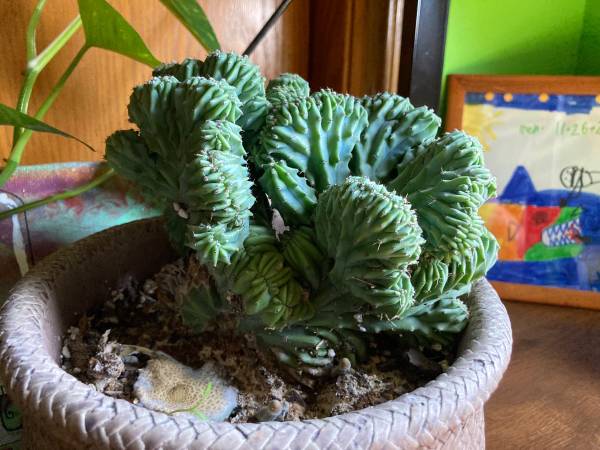 Cactus 1