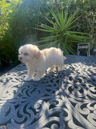 Cachorros maltés (burlingame)63874130212611120