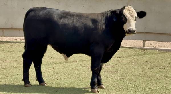 Lot #3236 Simbrah Bull Sale or Lease 1