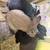 Rabbits 8 thumbnail