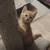 Manx kittens 16 thumbnail