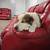Australian Shepherd/Pitbull mix 11 thumbnail