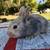 Bunny 3 thumbnail