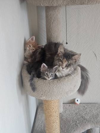 Maine coon kittens63848874425219124