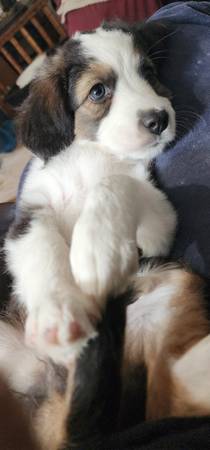 Australian Shepherd Puppies590708503783024645