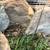 Celadon Quail Hatching Eggs 4 thumbnail