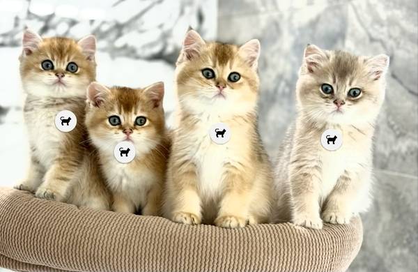 Kittens  4  left (Tacoma)63874560760323120