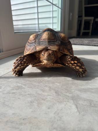 Tortuga Sulcata - 4 años (Taylors)63661373165571120