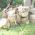 FIREWOOD 4 thumbnail