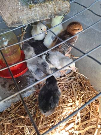 Chicks 1
