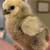 Silkie chicks available - variety of colors 5 thumbnail