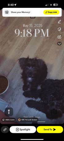 Rehoming Goodledoodle and mini schnauzer (Citrus Springs)63687883101315120