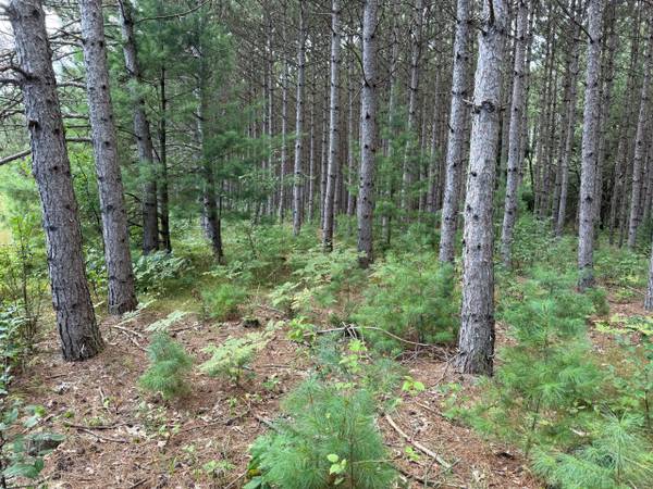 $59,900 Partially-Wooded 3.12-Acre Buildable Parcel (Clintonville)63845963895553121