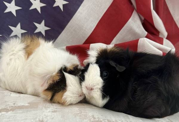 Help Us Win $10K for Animal Sanctuaries *** Thank You *** 1