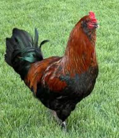 Roosters from Easter eggers 1