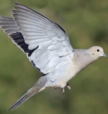Season Dove Hunting Lease 1