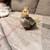 Baby Cockatiels 1 thumbnail